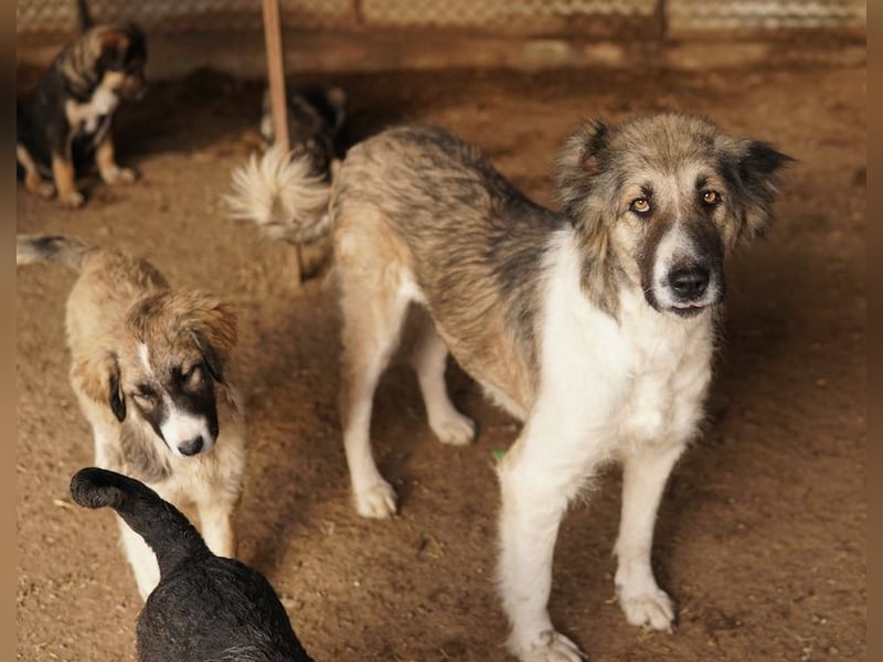 Talia, geb. ca. 09/2022, lebt in GRIECHENLAND, im städt. Tierheim Serres