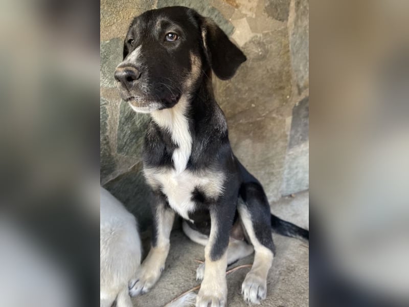 Mantis, geb. ca. 07/2023, lebt in GRIECHENLAND, auf einer privaten Pflegestelle