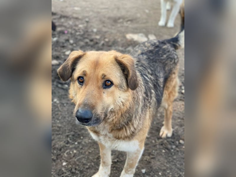 Yassin, geb. ca. 06/2020, lebt in GRIECHENLAND, im städt. Tierheim Serres