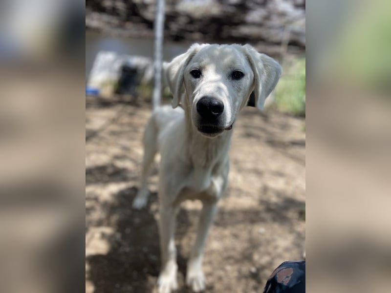 Hasko, geb. ca. 12/2021, lebt in GRIECHENLAND, auf einer privaten Pflegestelle