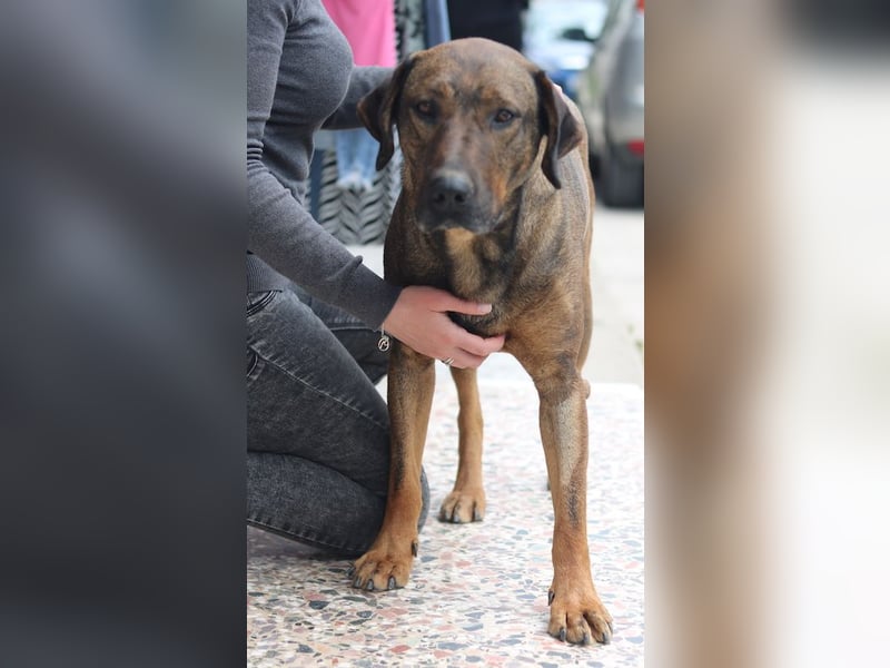 Naruto, geb. ca. 11/2019, lebt in GRIECHENLAND, auf der Straße und wird dort versorgt