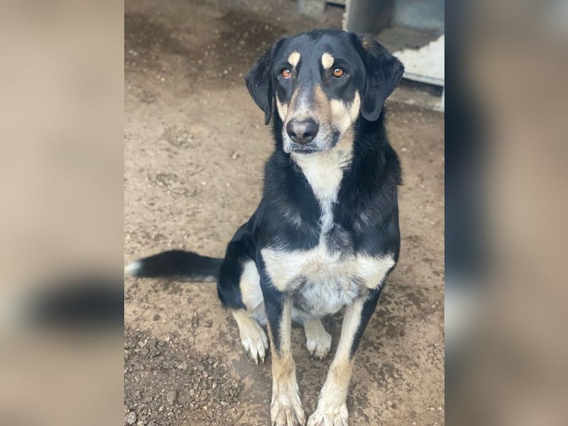 Venia, geb. ca. 07/2021, lebt in GRIECHENLAND, auf einer privaten Pflegestelle