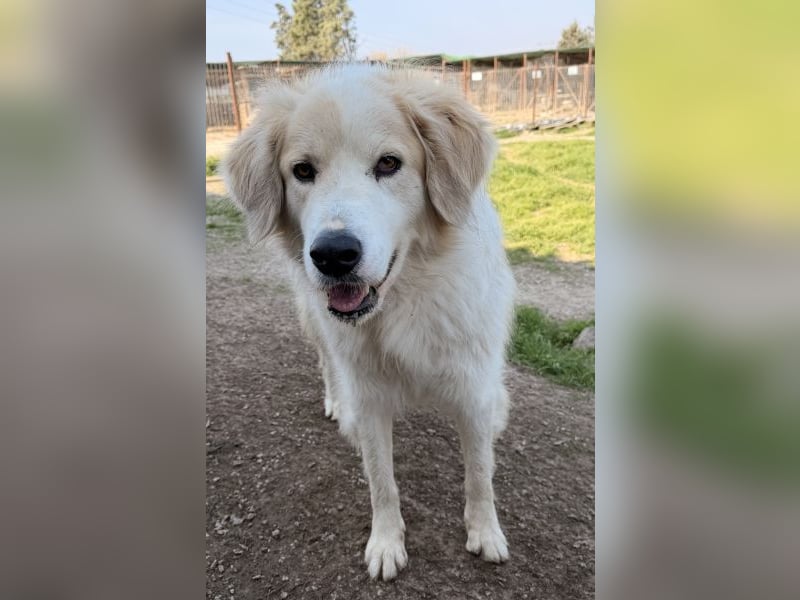 Buddy, geb. ca. 01/2022, lebt in GRIECHENLAND, im städt. Tierheim Serres