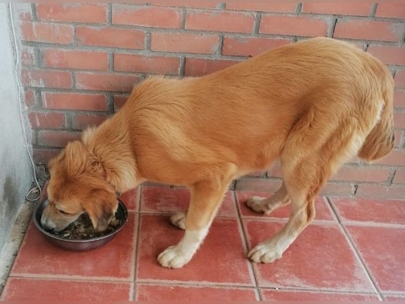 Idis, geb. ca. 12/2023, lebt in GRIECHENLAND, auf einer privaten Pflegestelle