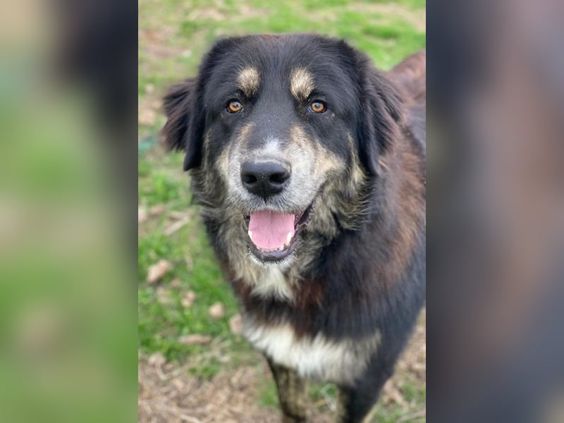 Bärli, geb. ca. 01/2024, lebt in GRIECHENLAND, im städt. Tierheim Serres