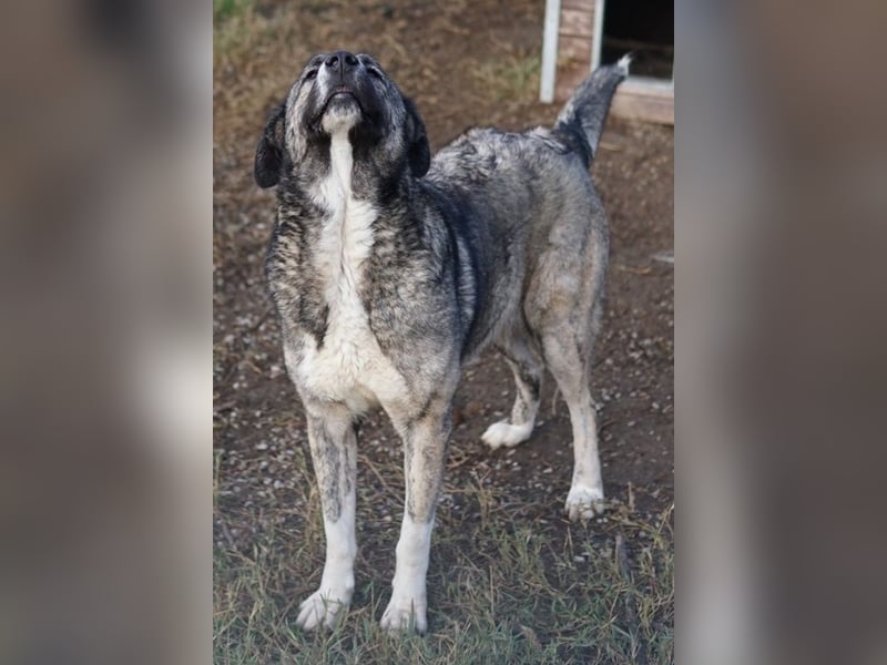 Jella, geb. ca. 09/2020, lebt in GRIECHENLAND, auf einer privaten Pflegestelle