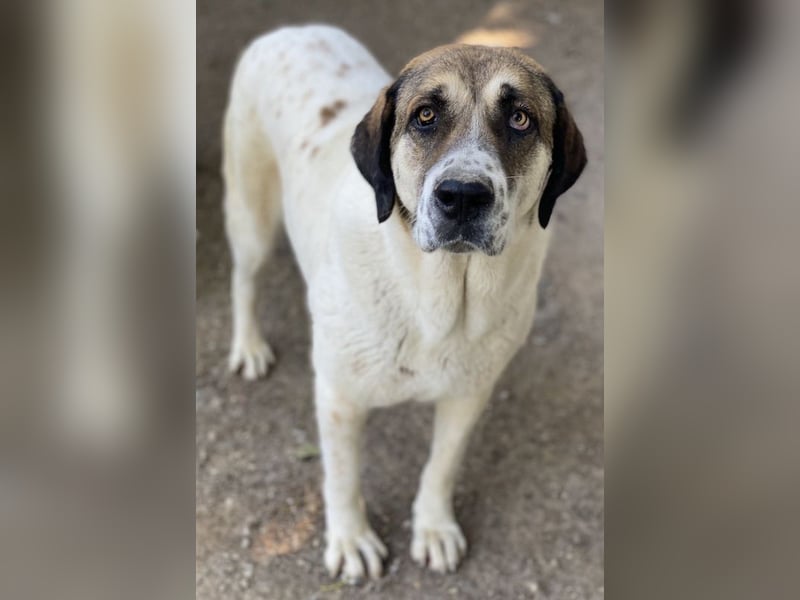 Elliot, geb. ca. 05/2022, lebt in GRIECHENLAND, im städt. Tierheim Serres