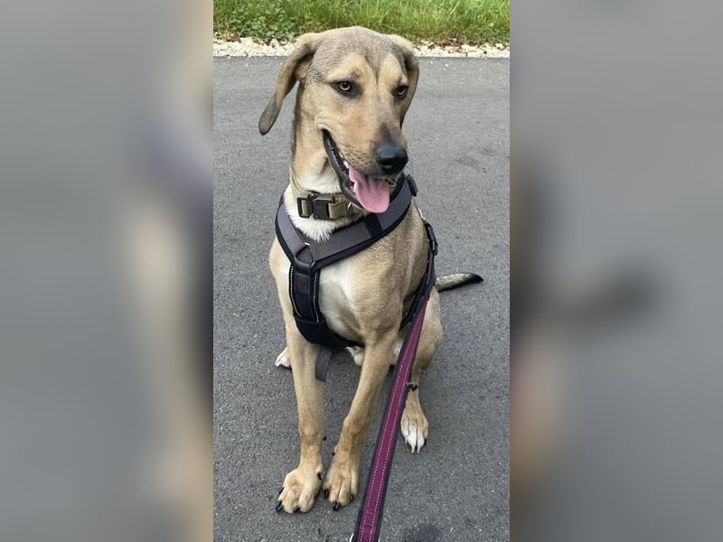 Obi, geb. ca. 12/2023, lebt im Tierheim Ulm, VERMITTLUNSHILFE