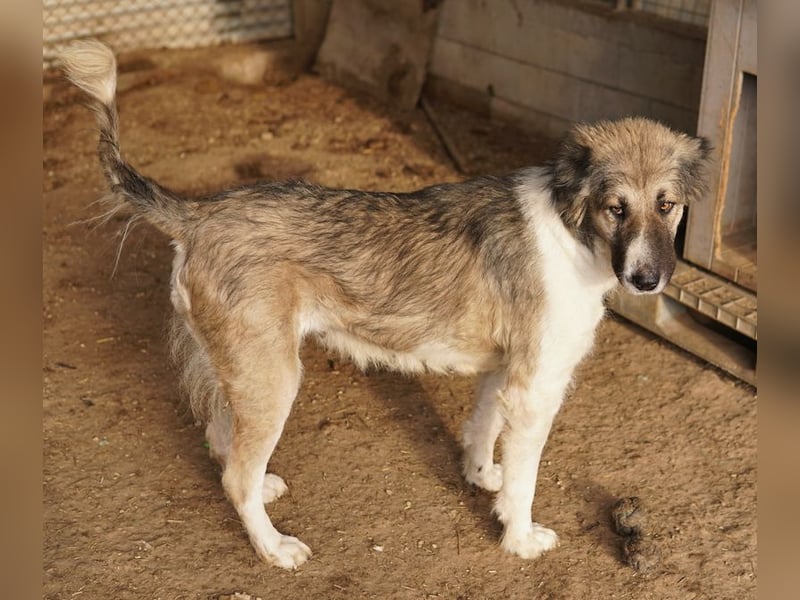 Talia, geb. ca. 09/2022, lebt in GRIECHENLAND, im städt. Tierheim Serres