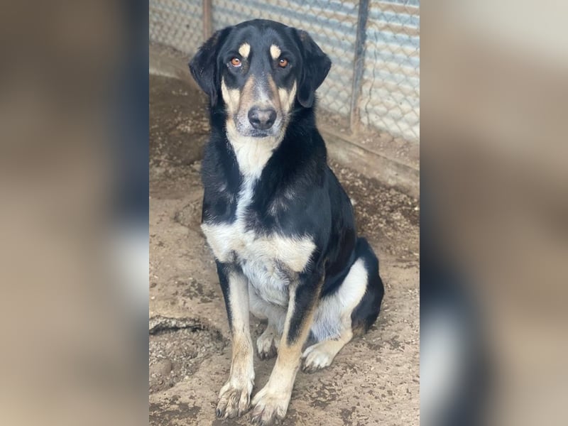 Venia, geb. ca. 07/2021, lebt in GRIECHENLAND, auf einer privaten Pflegestelle