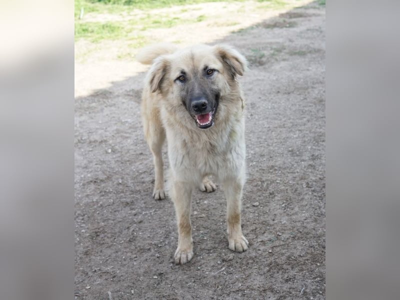 Arlo, geb. ca. 02/2023, lebt in GRIECHENLAND, im städt. Tierheim Serres