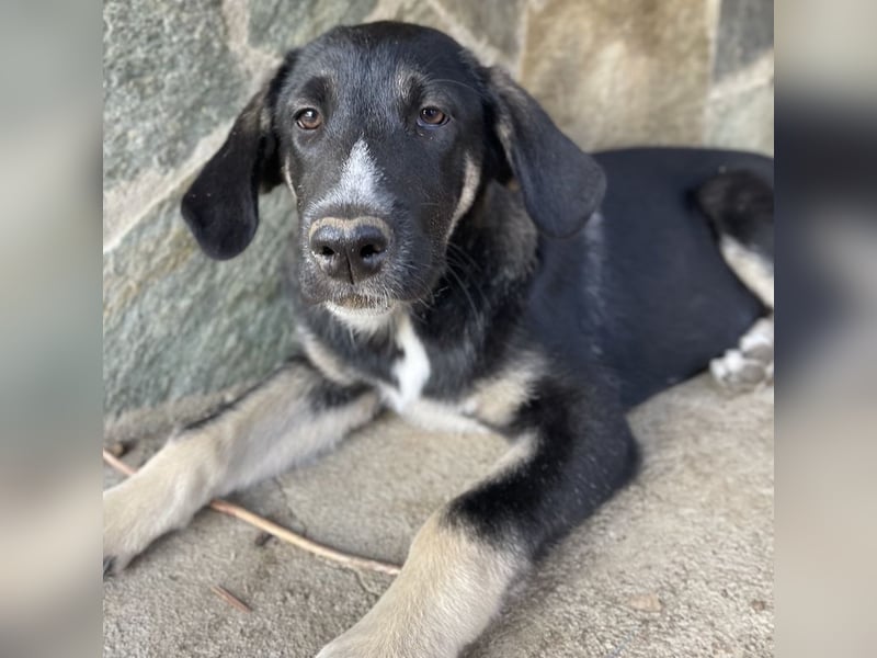 Mantis, geb. ca. 07/2023, lebt in GRIECHENLAND, auf einer privaten Pflegestelle