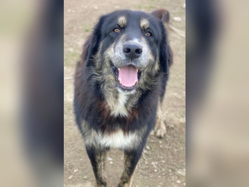 Bärli, geb. ca. 01/2024, lebt in GRIECHENLAND, im städt. Tierheim Serres