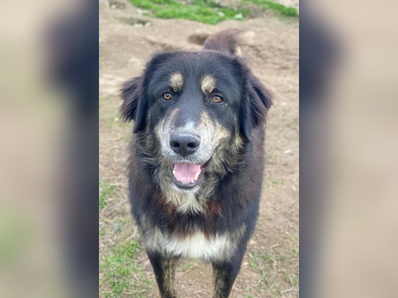 Bärli, geb. ca. 01/2024, lebt in GRIECHENLAND, im städt. Tierheim Serres