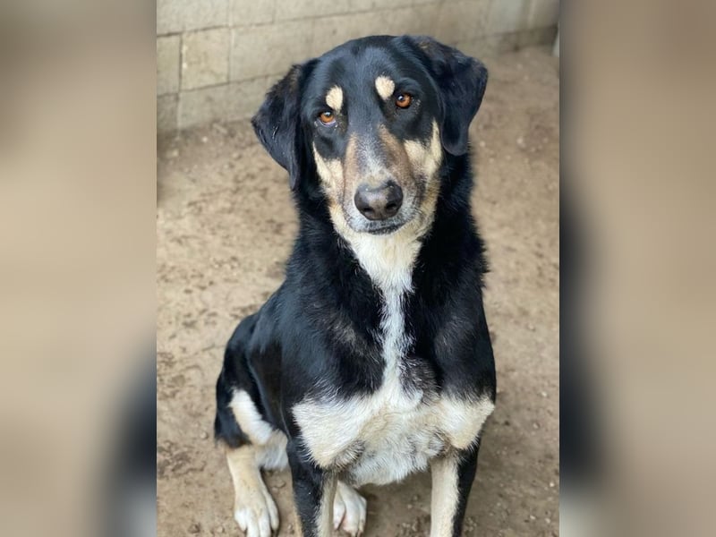 Venia, geb. ca. 07/2021, lebt in GRIECHENLAND, auf einer privaten Pflegestelle