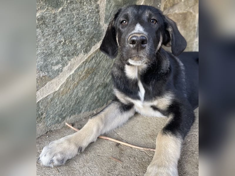 Mantis, geb. ca. 07/2023, lebt in GRIECHENLAND, auf einer privaten Pflegestelle