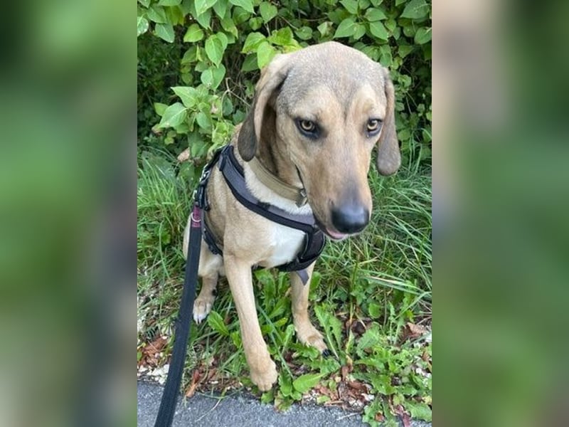 Obi, geb. ca. 12/2023, lebt im Tierheim Ulm, VERMITTLUNSHILFE