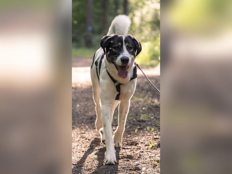 Claude Monet, geb. ca. 02/2021, lebt auf einer Pflegestelle in 52391 Vettweiß