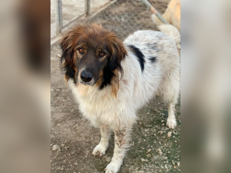 Bali, geb. ca. 12/2021, lebt in GRIECHENLAND, im städt. Tierheim Serres