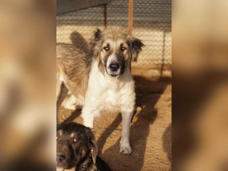 Talia, geb. ca. 09/2022, lebt in GRIECHENLAND, im städt. Tierheim Serres