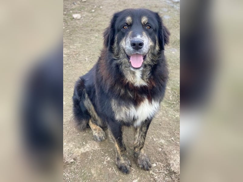 Bärli, geb. ca. 01/2024, lebt in GRIECHENLAND, im städt. Tierheim Serres