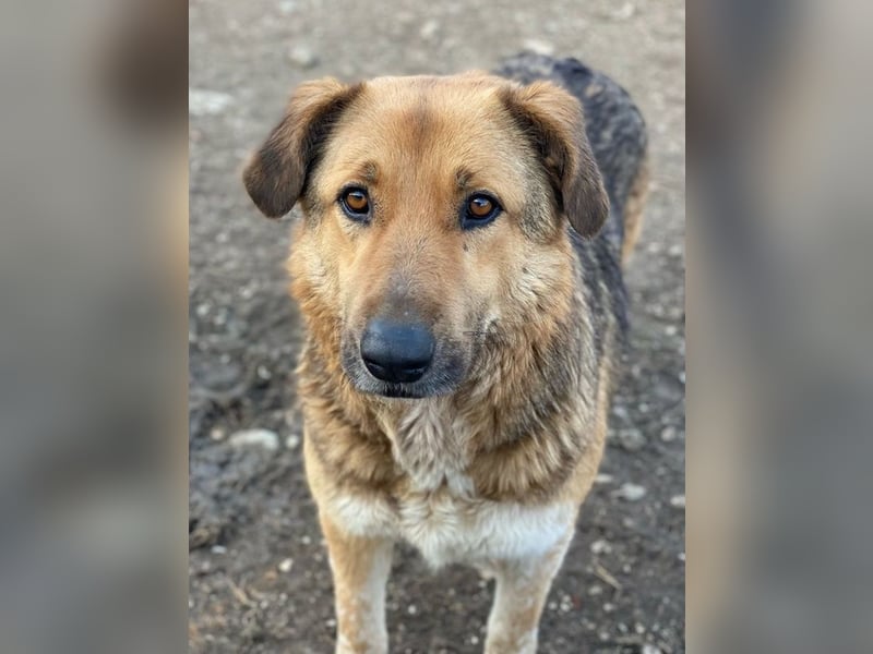 Yassin, geb. ca. 06/2020, lebt in GRIECHENLAND, im städt. Tierheim Serres