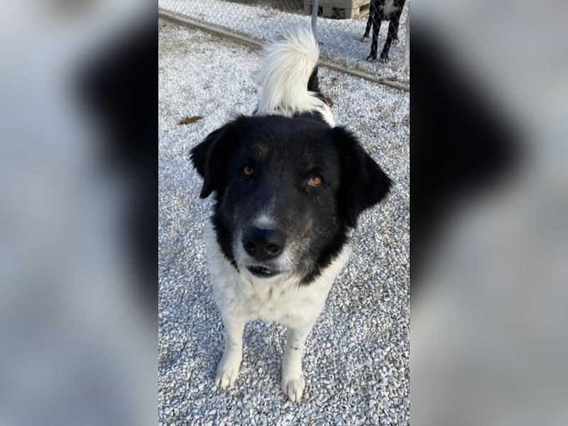 Filona, geb. ca. 12/2020, lebt in GRIECHENLAND, im städt. Tierheim Serres