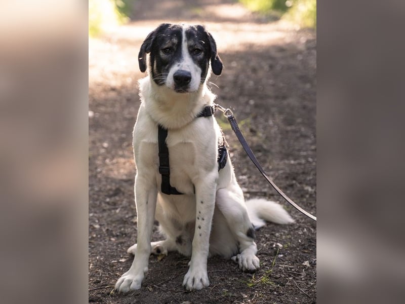 Claude Monet, geb. ca. 02/2021, lebt auf einer Pflegestelle in 52391 Vettweiß