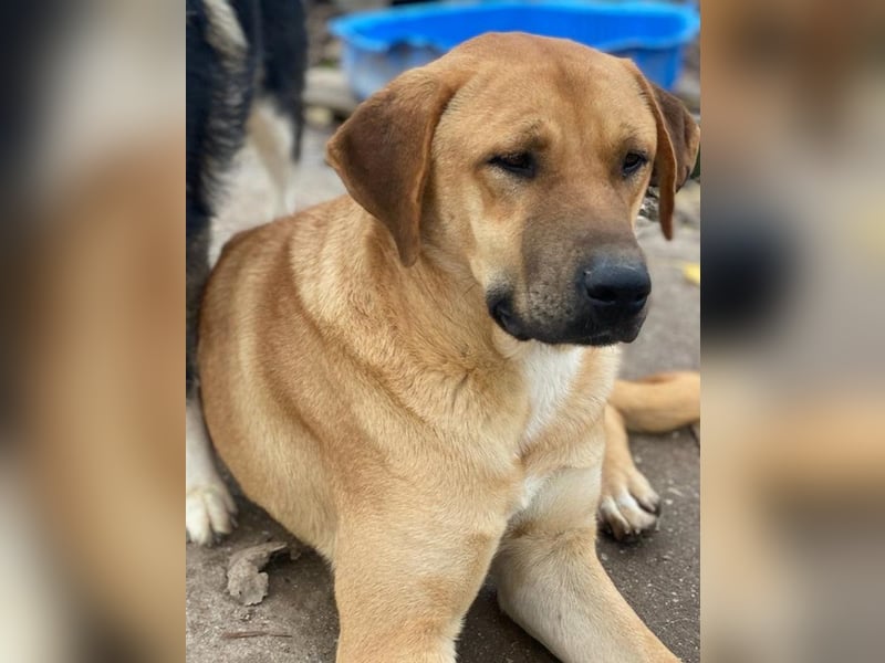 Nobu, geb. ca. 04/2021, lebt in GRIECHENLAND, im städt. Tierheim Serres