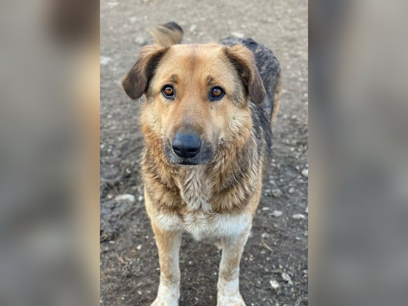 Yassin, geb. ca. 06/2020, lebt in GRIECHENLAND, im städt. Tierheim Serres