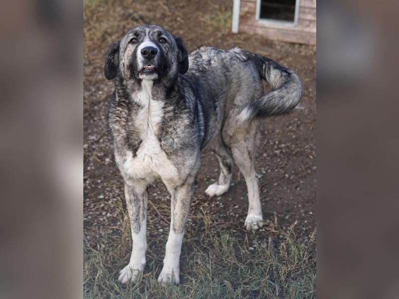 Jella, geb. ca. 09/2020, lebt in GRIECHENLAND, auf einer privaten Pflegestelle