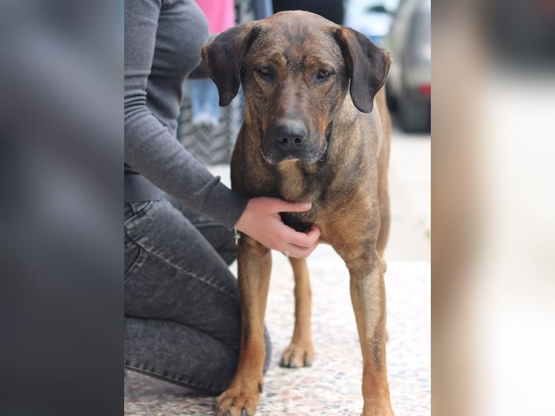 Naruto, geb. ca. 11/2019, lebt in GRIECHENLAND, auf der Straße und wird dort versorgt