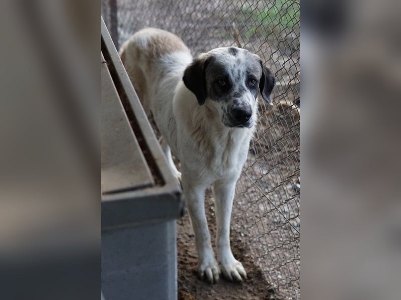 Joni, geb. ca. 11/2021, lebt in GRIECHENLAND, im städt. Tierheim Serres