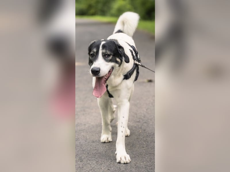 Claude Monet, geb. ca. 02/2021, lebt auf einer Pflegestelle in 52391 Vettweiß