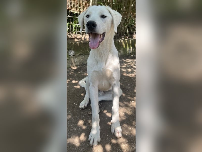 Hasko, geb. ca. 12/2021, lebt in GRIECHENLAND, auf einer privaten Pflegestelle