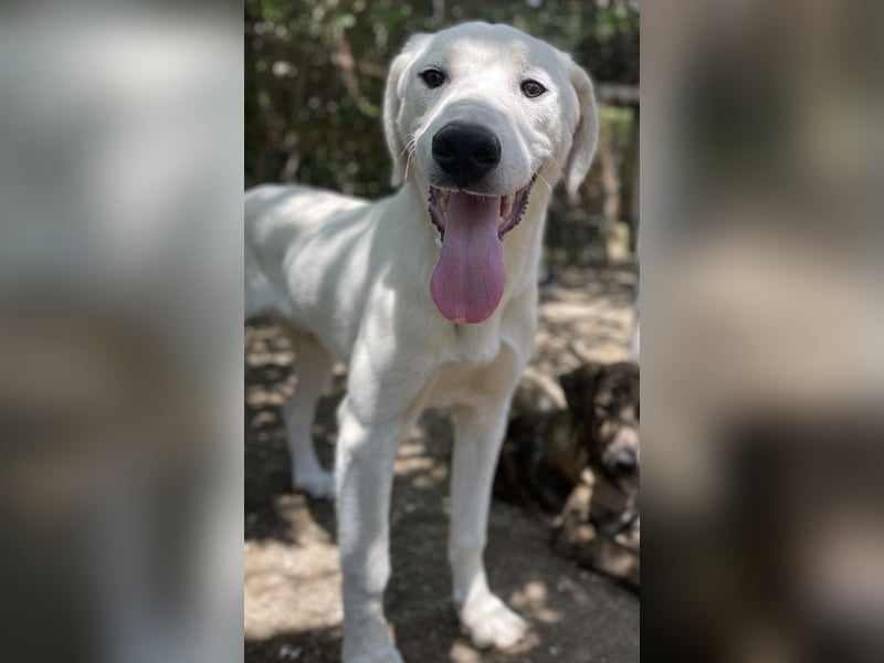 Hasko, geb. ca. 12/2021, lebt in GRIECHENLAND, auf einer privaten Pflegestelle