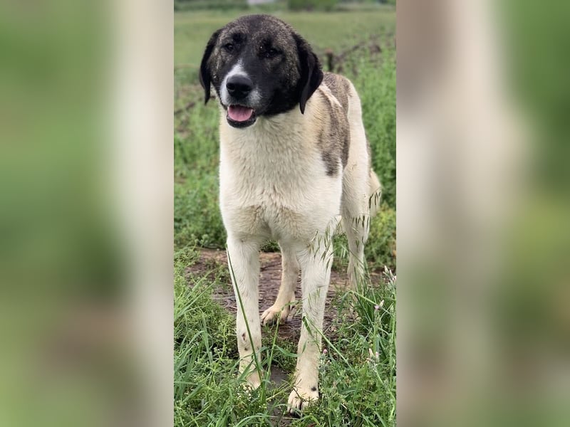 Finja, geb. ca. 05/2020, lebt in GRIECHENLAND, auf einer privaten Pflegestelle