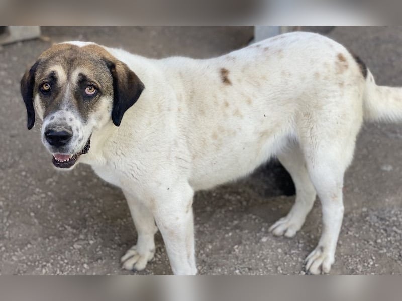 Elliot, geb. ca. 05/2022, lebt in GRIECHENLAND, im städt. Tierheim Serres