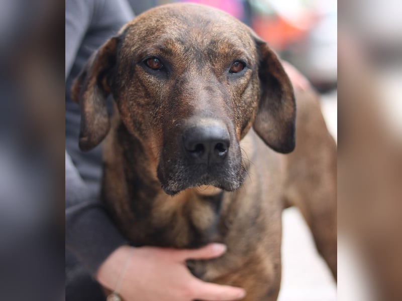 Naruto, geb. ca. 11/2019, lebt in GRIECHENLAND, auf der Straße und wird dort versorgt