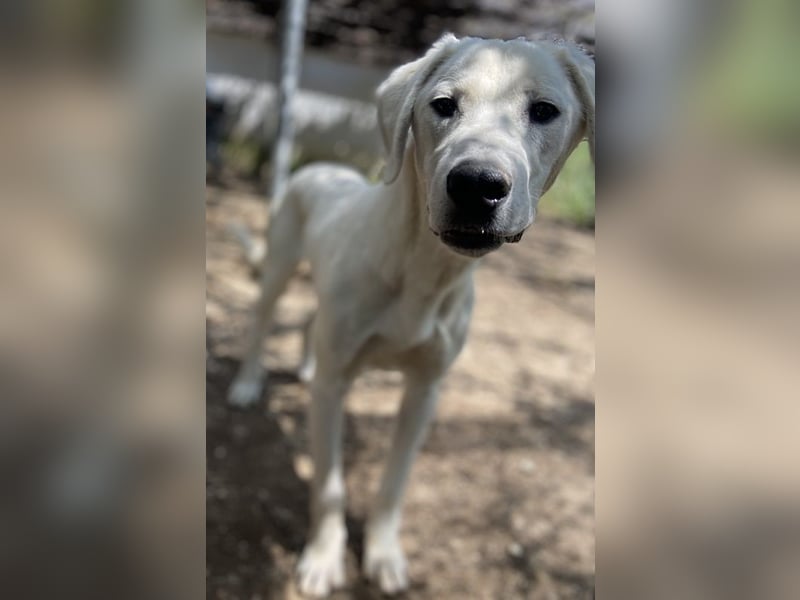 Hasko, geb. ca. 12/2021, lebt in GRIECHENLAND, auf einer privaten Pflegestelle