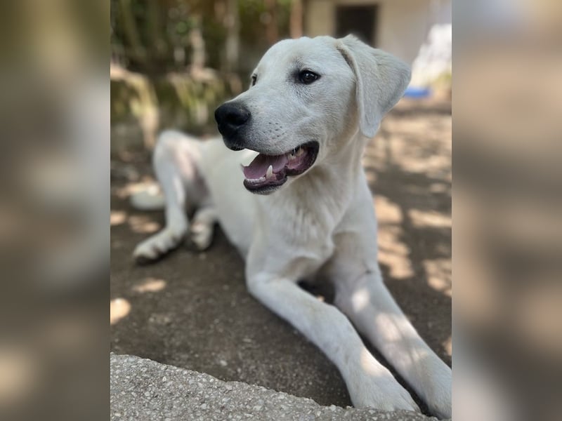 Hasko, geb. ca. 12/2021, lebt in GRIECHENLAND, auf einer privaten Pflegestelle