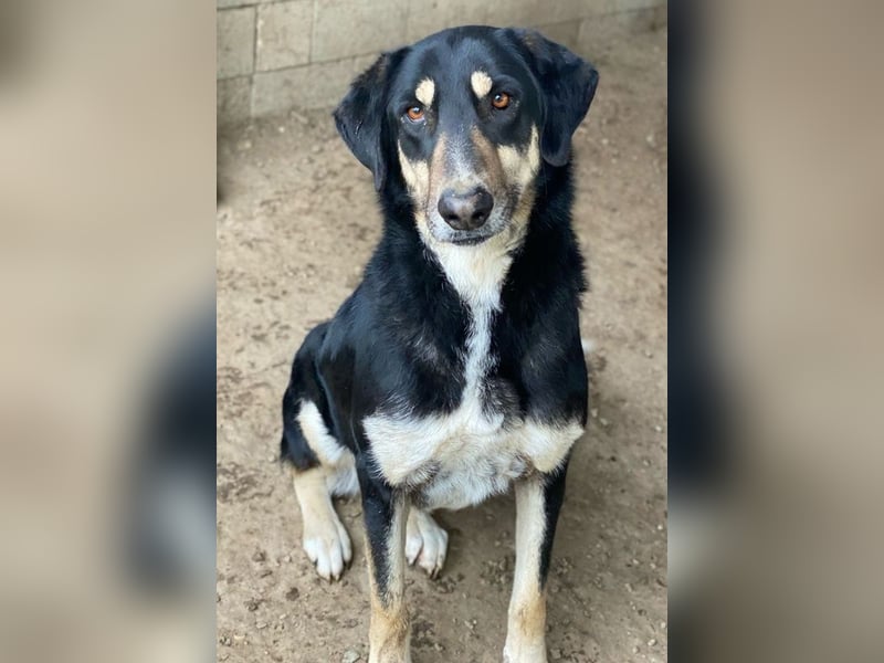 Venia, geb. ca. 07/2021, lebt in GRIECHENLAND, auf einer privaten Pflegestelle