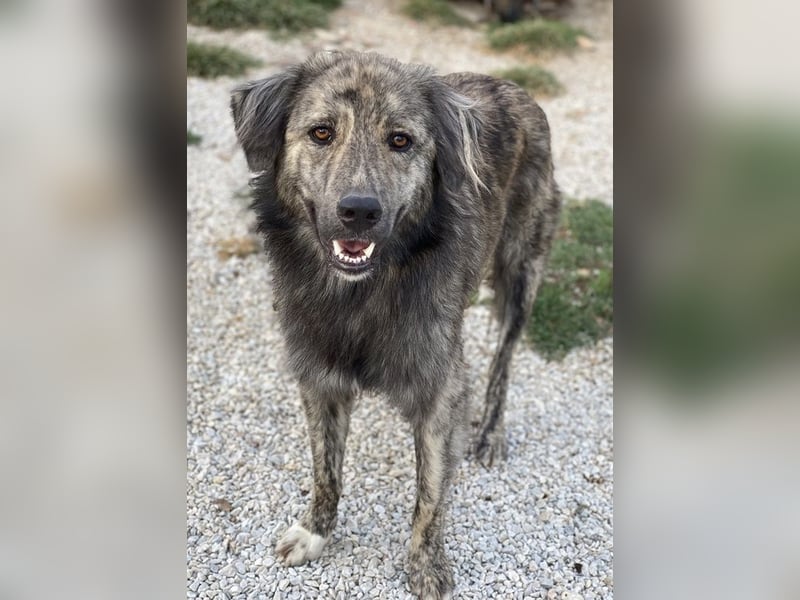 Pesto, geb. ca. 12/2021, lebt in GRIECHENLAND, im städt. Tierheim Serres