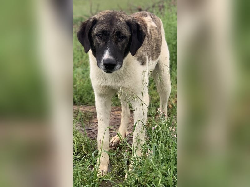 Finja, geb. ca. 05/2020, lebt in GRIECHENLAND, auf einer privaten Pflegestelle