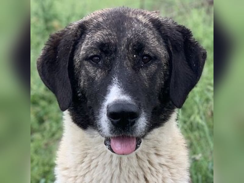 Finja, geb. ca. 05/2020, lebt in GRIECHENLAND, auf einer privaten Pflegestelle