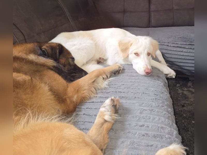 Balda, geb. ca. 02/2025, lebt auf einer Pflegestelle in 26826 Weener