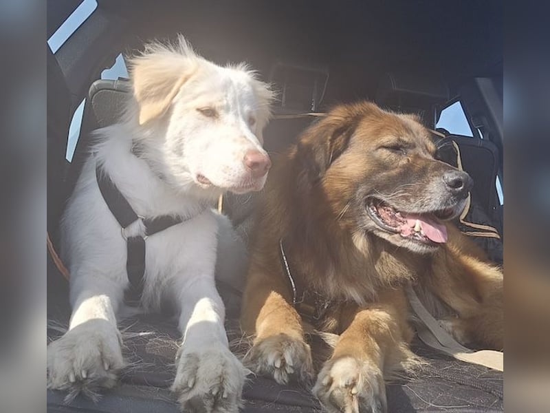 Balda, geb. ca. 02/2025, lebt auf einer Pflegestelle in 26826 Weener