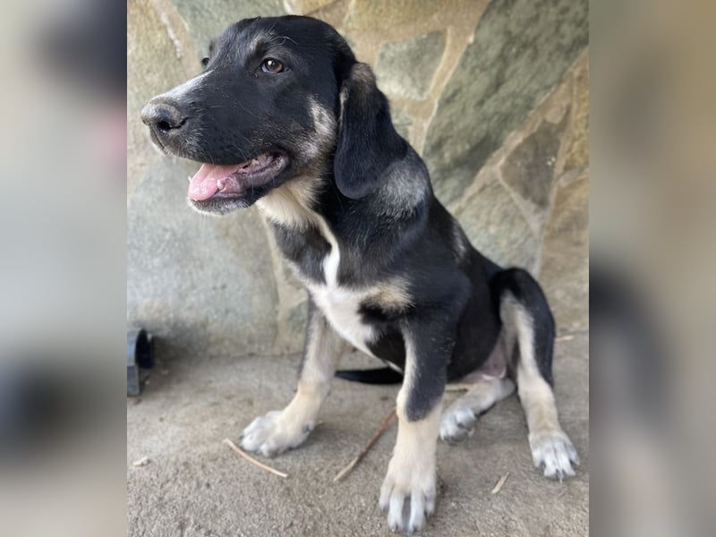 Mantis, geb. ca. 07/2023, lebt in GRIECHENLAND, auf einer privaten Pflegestelle