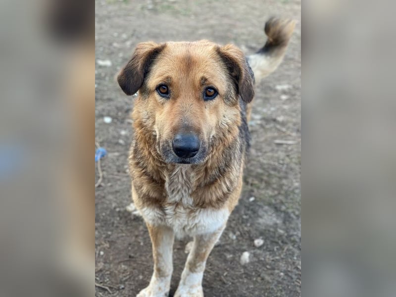 Yassin, geb. ca. 06/2020, lebt in GRIECHENLAND, im städt. Tierheim Serres