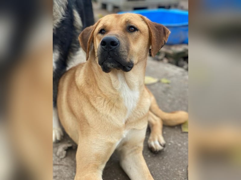 Nobu, geb. ca. 04/2021, lebt in GRIECHENLAND, im städt. Tierheim Serres